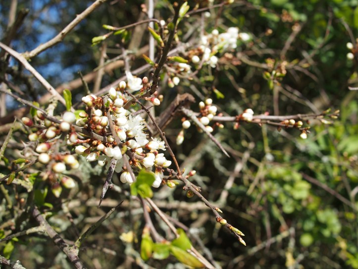 Polly-Had-A-Dolly-Faerie-Blossom - 10.jpg